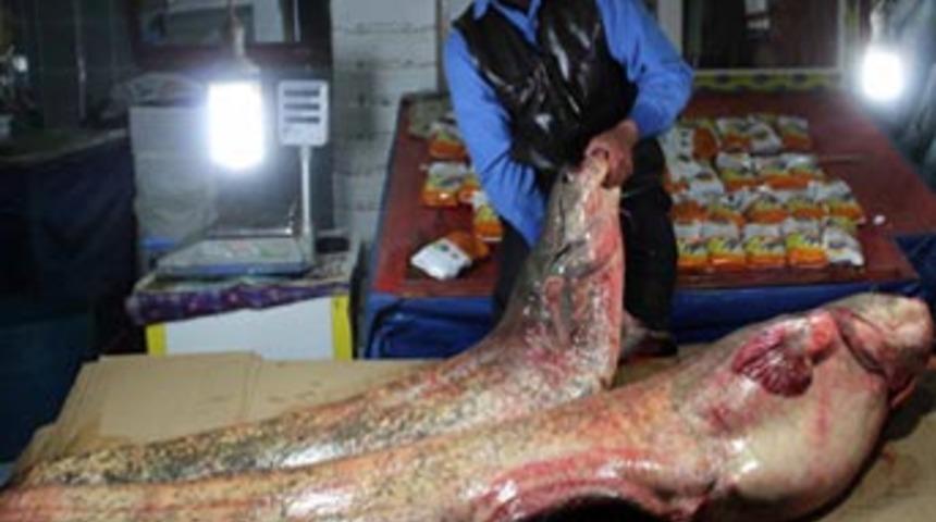 Baraj gölünde 100 kiloluk yayın balığı