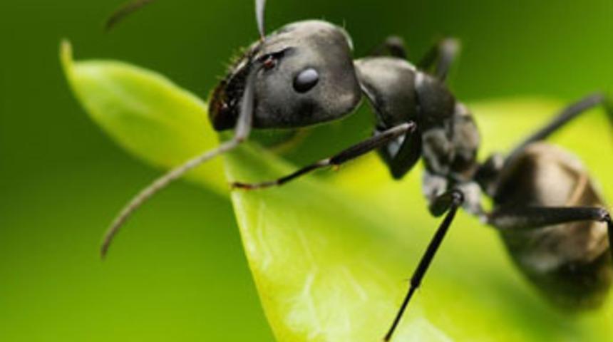 Karıncaların sırrı çözüldü