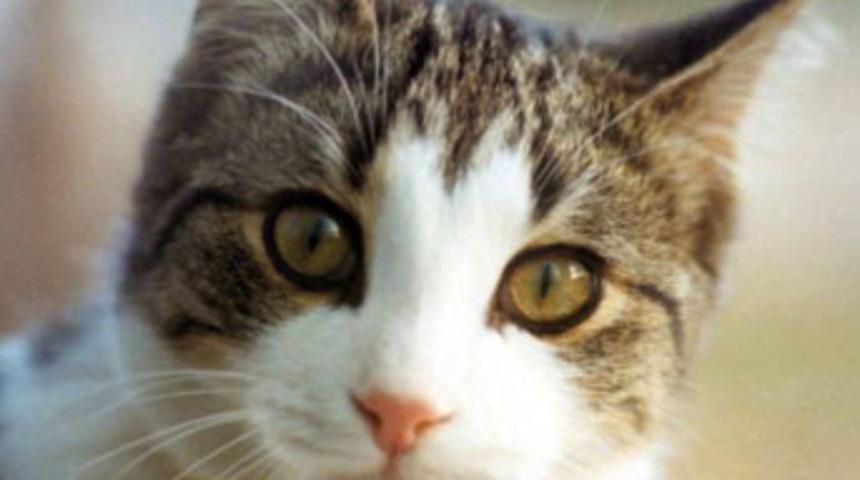 'Nankör kedi' sahibini yedi!