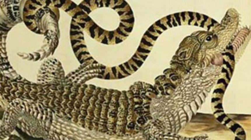 Maria Sibylla Merian’ı Google unutmadı