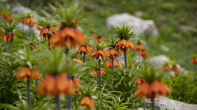 Baharda açan ters laleler Tunceli'nin Mercan Dağları'na güzellik kattı