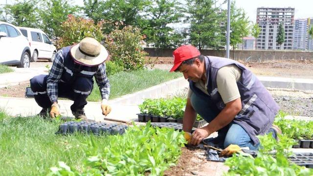 Diyarbakır’da 200 bin çiçek toprakla buluşuyor
