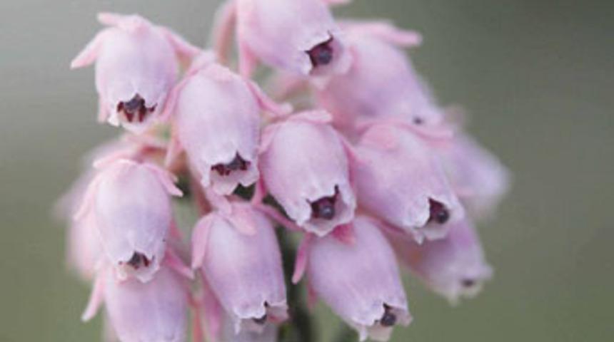 Yeni bitki ve hayvan t&uuml;rleri keşfedildi