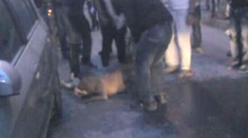 Hamile kediye saldıran pitpullu kimse durduramadı