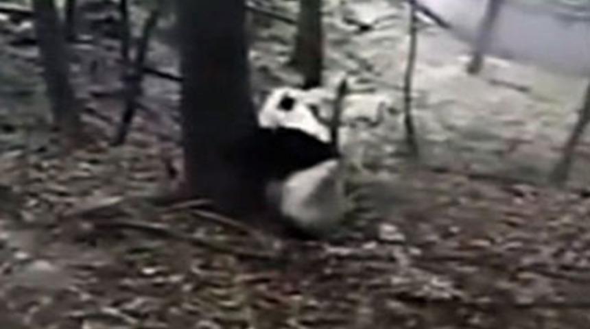 Pandanın deprem paniği