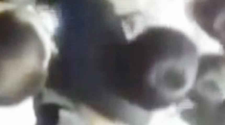 Asans&ouml;rde feci &ouml;l&uuml;m