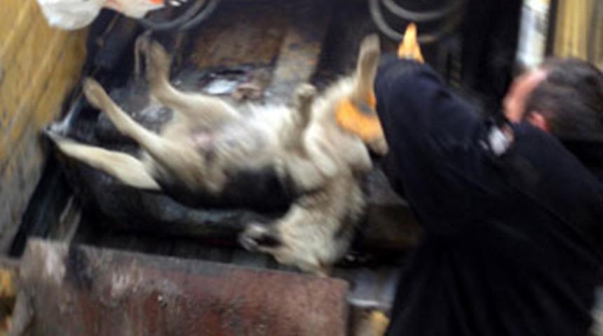 Sinop'ta köpek katliamı