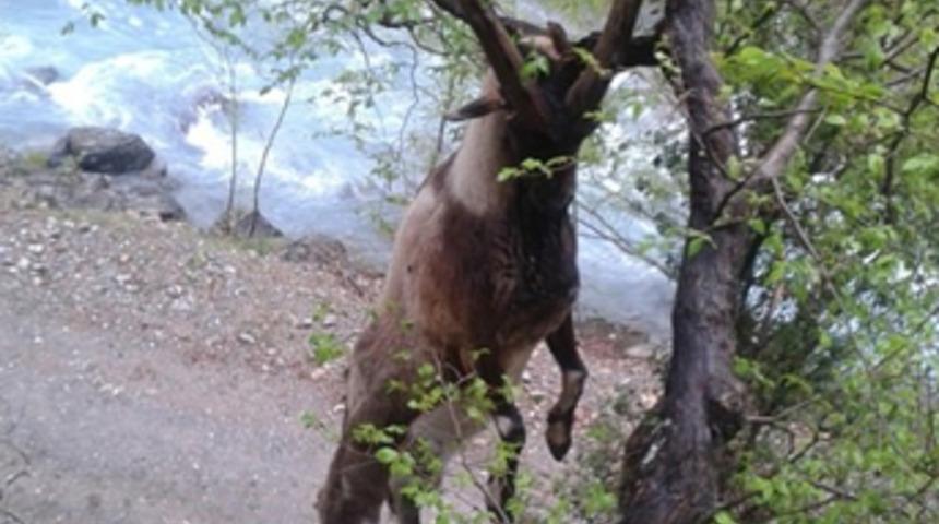 Milyonda bir ihtimal T&uuml;rkiye'de yaşandı