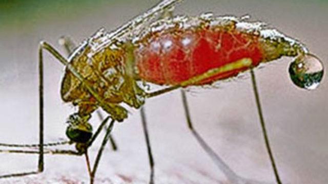 İlaca dayanıklı 'sıtma paraziti bulundu'