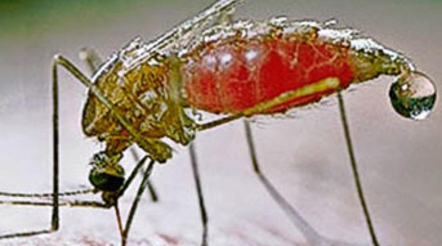 İlaca dayanıklı 'sıtma paraziti bulundu'