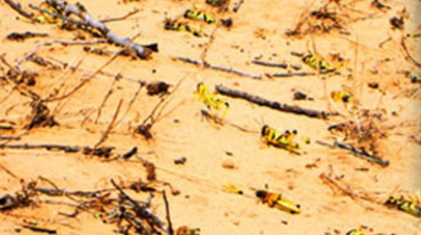 Mısır'da &ccedil;ekirge istilası