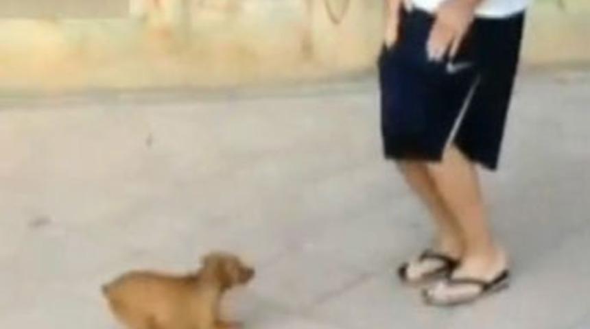 Dünyanın en yetenekli köpeği