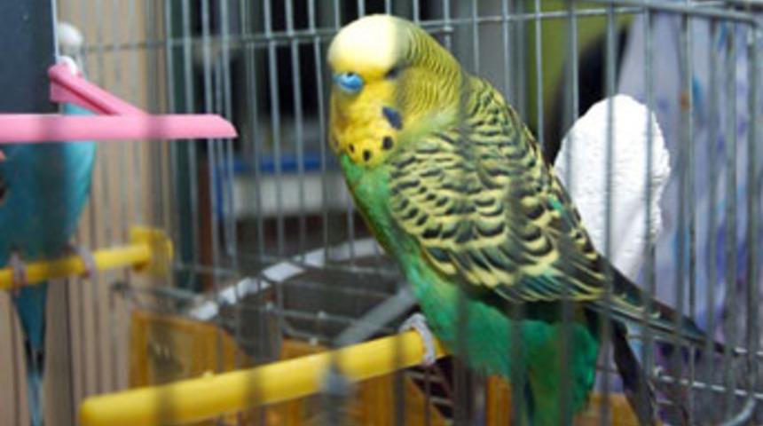 Muhabbet kuşu İhlas suresini okuyor