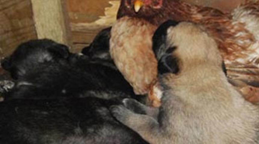 K&ouml;peklere tavuk anne!