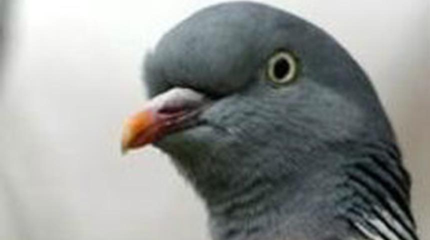 G&uuml;vercin Bolt rekor fiyata satıldı