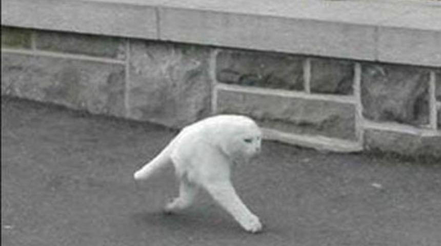 İnterneti karıştıran kedi