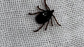 Kimi sigara basıyor kimi kolonya döküyor: Bu yöntemler ölüme götürüyor! Çıplak elle dokunmayın