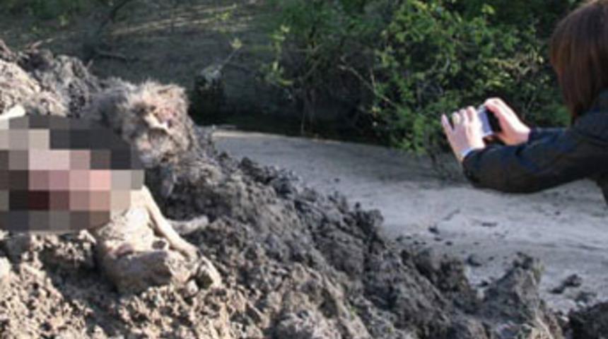 &Ccedil;orlu'da 'k&ouml;pek' vahşeti