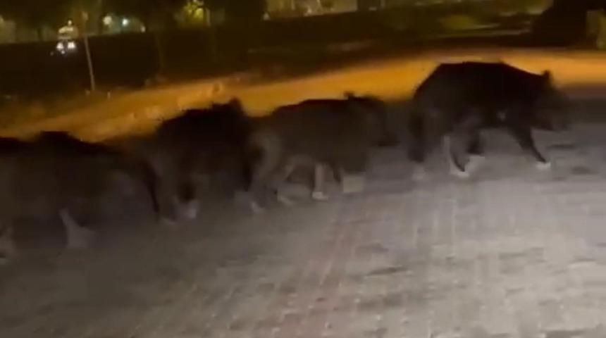 Zonguldak’ta aç kalan domuz sürüsü ilçe merkezine indi