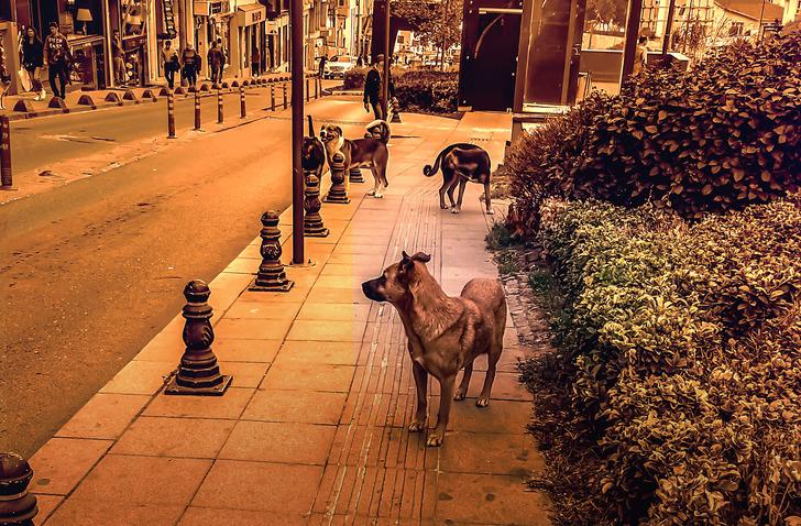 Sokak köpekleri için belediyelere yazı! Kocaeli Valiliği gönderdi, "En az acı veren ve en hızlı şekilde ölüm" ibaresi gündem oldu 18751665-728xauto