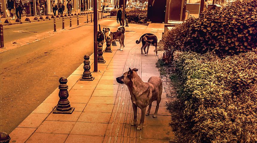 Sokak köpekleri için belediyelere yazı! Kocaeli Valiliği gönderdi, "En az acı veren ve en hızlı şekilde ölüm" ibaresi gündem oldu
