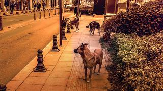 Sokak köpekleri için belediyelere yazı! Kocaeli Valiliği gönderdi, En az acı veren ve en hızlı şekilde ölüm ibaresi gündem oldu