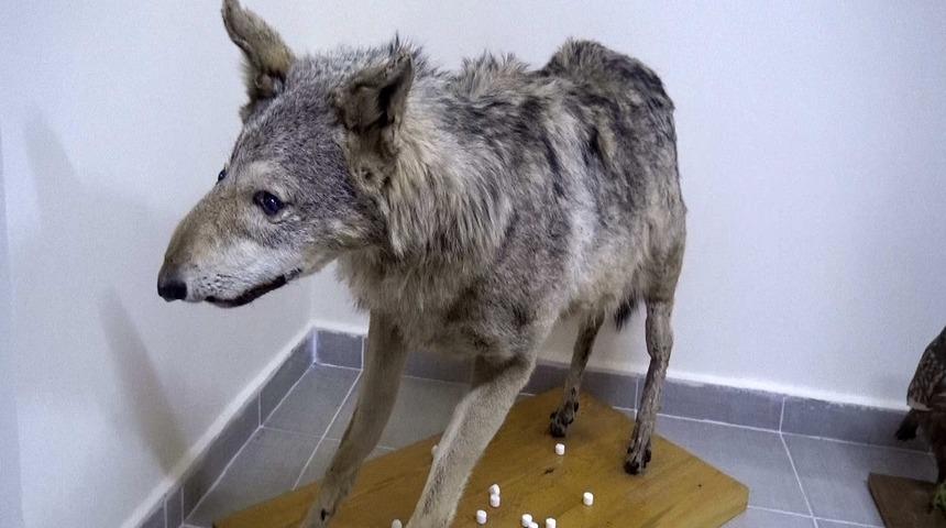 Türkiye’nin canlı ve minarel türleri bu müzede sergileniyor