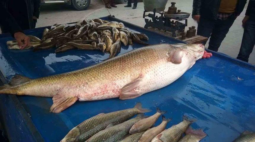 Dev turna balığı ilgi odağı oldu