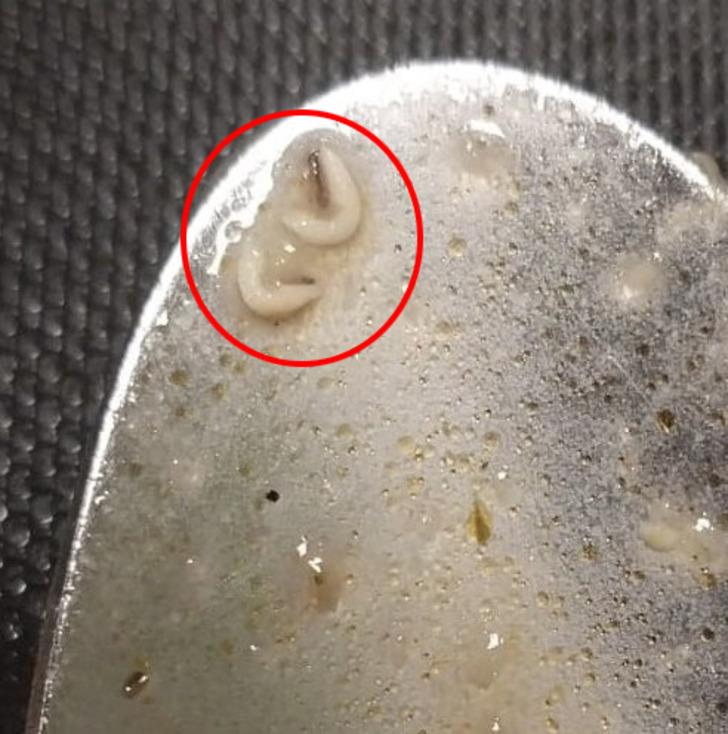 Denizli'deki KYK yurdu ile ilgili skandal iddia! Yemeklerden çıkanlar mide bulandırdı! Öğrenciler tek tek paylaştı... G1