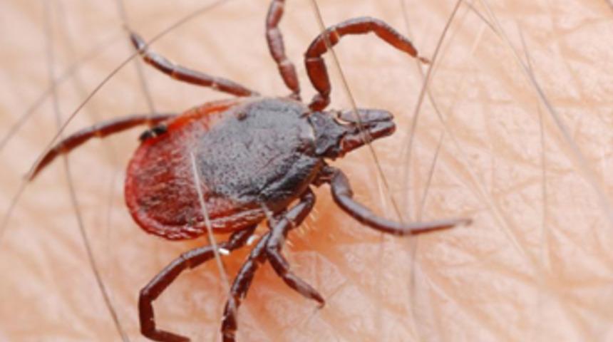 4 ayda keneden 785 kişi hastaneye başvurdu