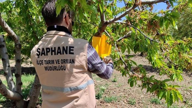 Şaphane’de Kiraz Sineği zararlısına karşı feromon tuzakları