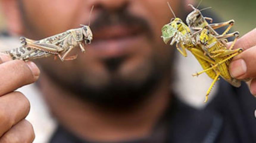 A&ccedil;lığa &ccedil;&ouml;z&uuml;m: B&ouml;cek yiyin