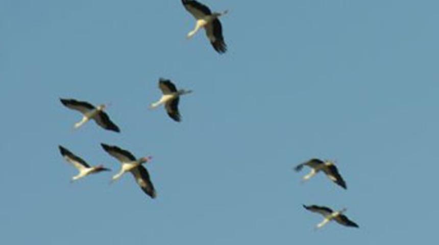 Atatürk Havalimanı'nda kuş tehlikesi