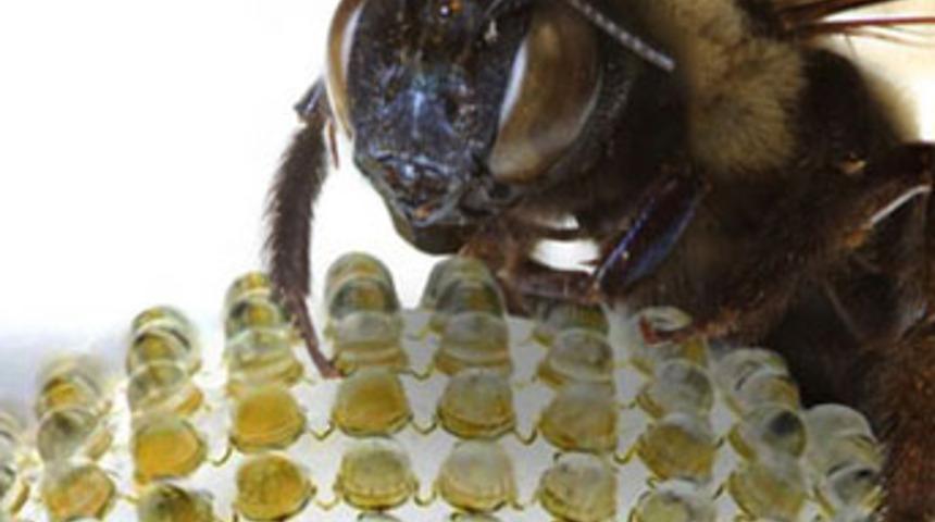 Böcek gözü dijital kamera