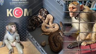 Aralarında bakanlık çalışanları da var, çok sayıda gözaltı! Paraları bakın nasıl aklamışlar: 565 hayvan ele geçirildi