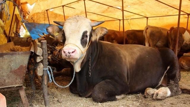 Sivas’ta kurbanlık fiyatları belirlendi