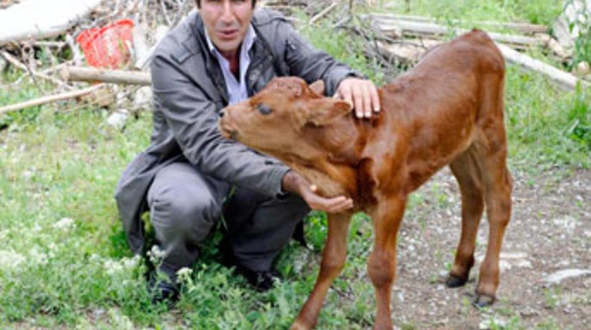 Buzağının kalbi boynunda atıyor