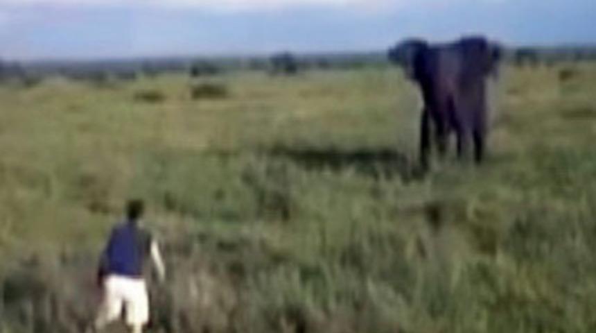Sarhoş turist fili kovaladı!