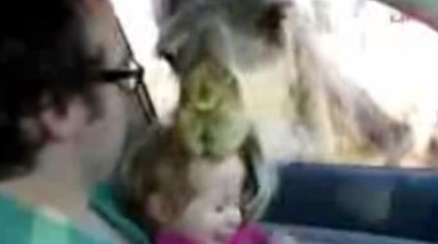 A&ccedil; deve bir bebeği az kalsın yiyecekti