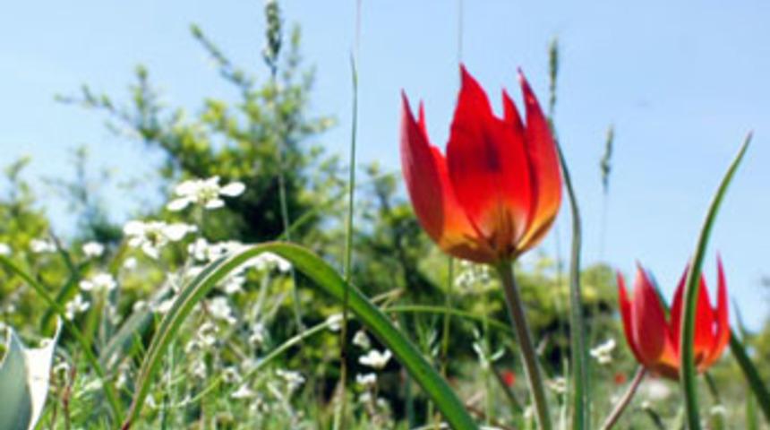 Manisa Lalesi’ni koparana 33 bin lira