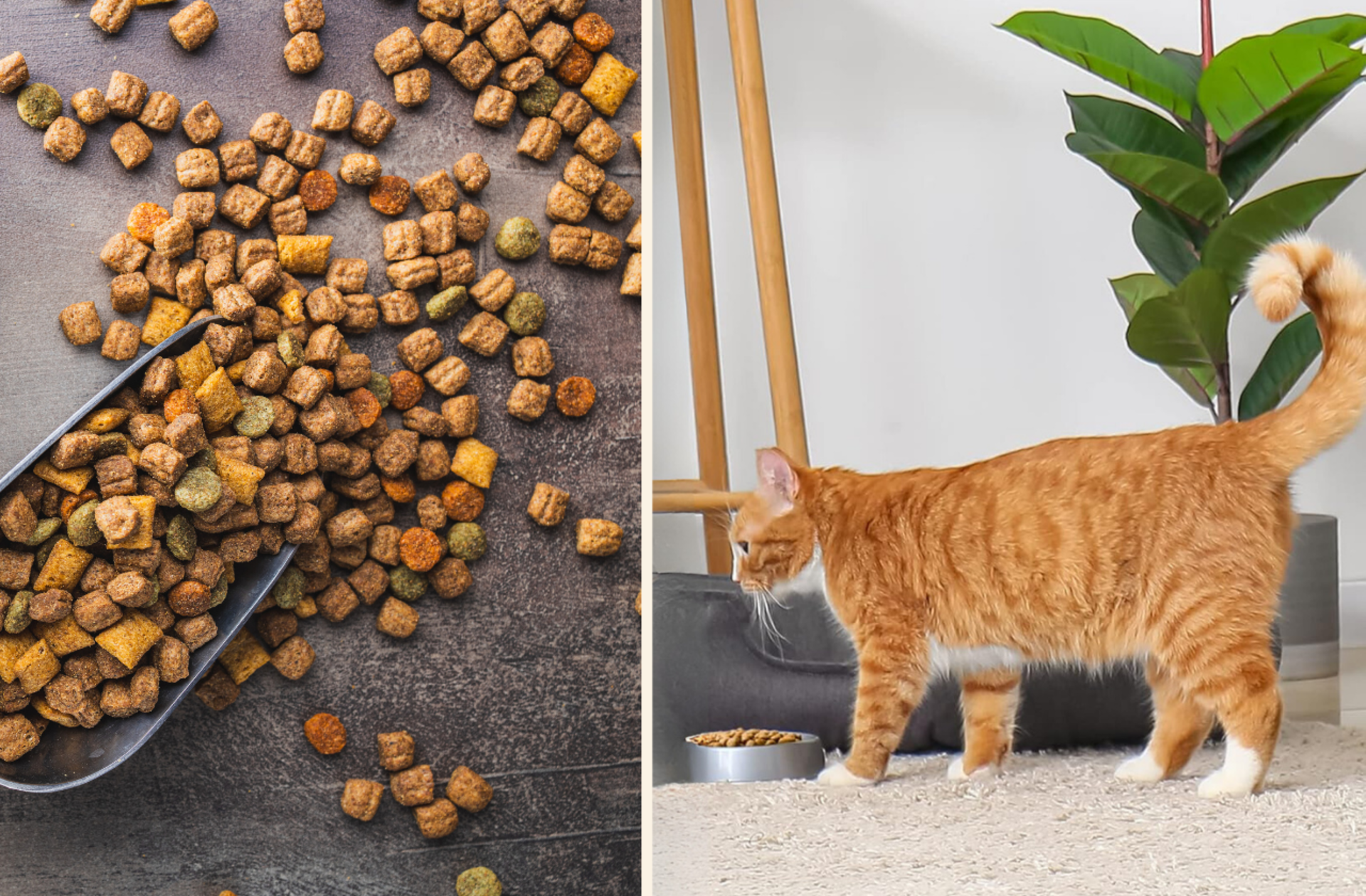 Doğru seçim yapın! Kısır kediler için en iyi kısırlaştırılmış kedi mamaları