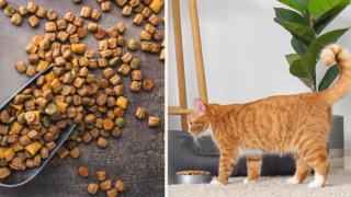 Doğru seçim yapın! Kısır kediler için en iyi kısırlaştırılmış kedi mamaları