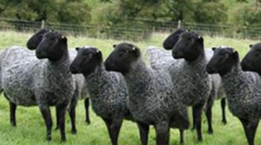 Özel koyunlara silahlı koruma