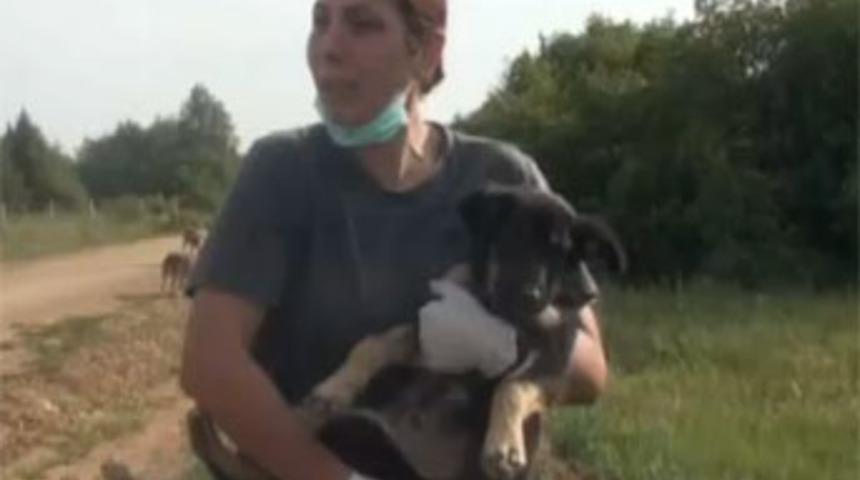 Silivri'de k&ouml;pek katliamı