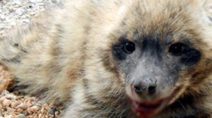 Anadolu Sırtlanı trafik kurbanı!