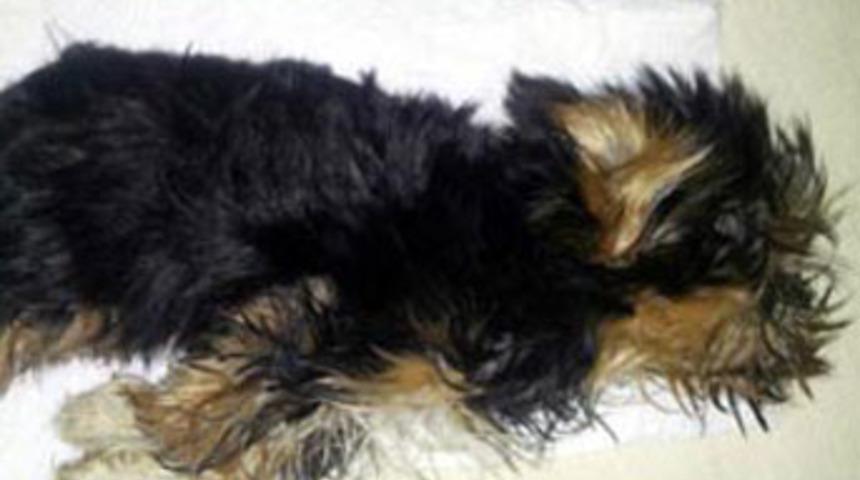 K&ouml;pek u&ccedil;ağın kargo b&ouml;l&uuml;m&uuml;nde donarak &ouml;ld&uuml;