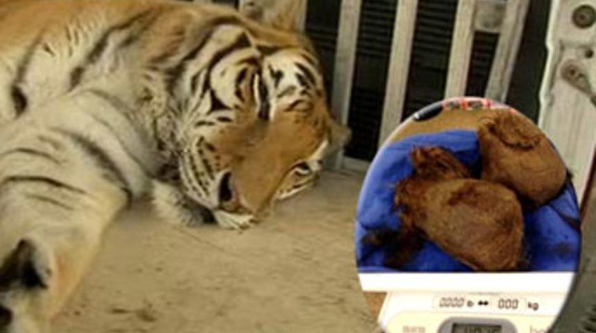 Karnından &ouml;yle bir şey &ccedil;ıktı ki...