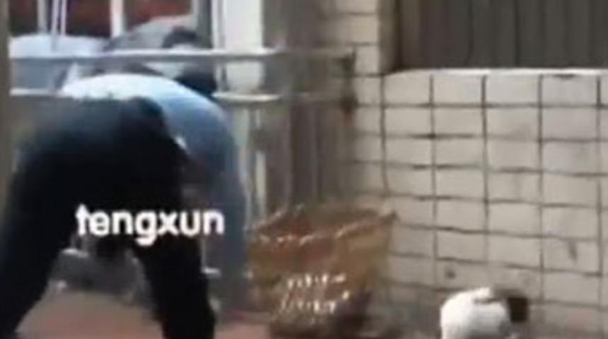 K&ouml;peği d&ouml;ve d&ouml;ve &ouml;ld&uuml;rd&uuml;ler