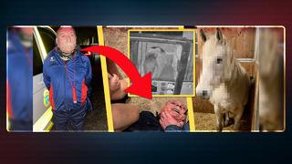 İsveç bu olayı konuşuyor! Terör örgütü PKK'nın sözde Avrupa sorumlusu Senanik Öner ata tecavüz etti, suçüstü yakalandı