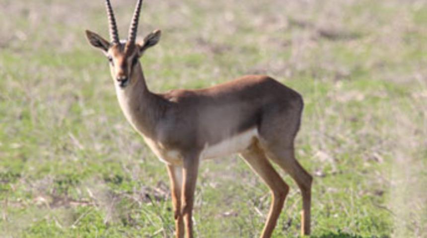 Dağ Ceylanı yok olmasın